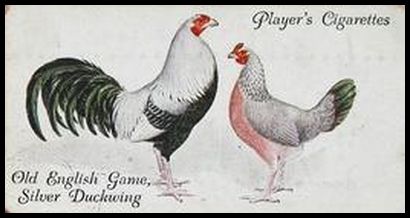 31PP 19 Old English Game, Silver Duckwing.jpg